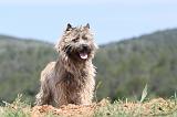 CAIRN TERRIER 206